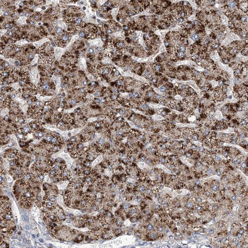 Atlas Antibodies Anti-RNF25 Antibody