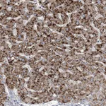 Atlas Antibodies Anti-RNF25 Antibody