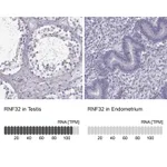 Atlas Antibodies Anti-RNF32 Antibody