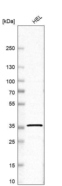 Atlas Antibodies Anti-RNF34 Antibody