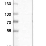 Atlas Antibodies Anti-RNF34 Antibody