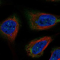 Atlas Antibodies Anti-RNF32 Antibody