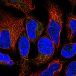 Atlas Antibodies Anti-RNF5 Antibody
