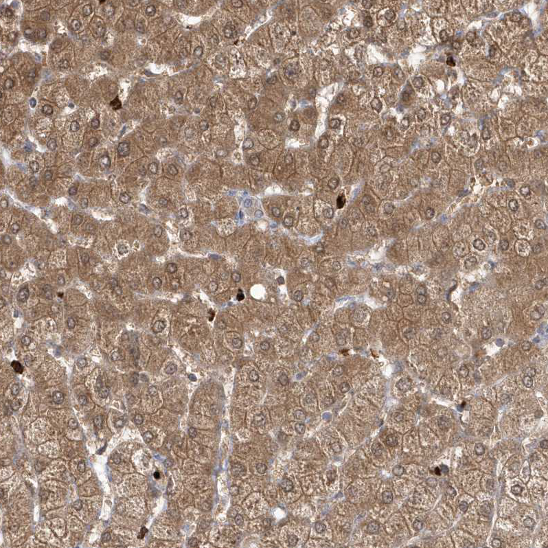 Atlas Antibodies Anti-RNF7 Antibody