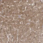 Atlas Antibodies Anti-RNF7 Antibody