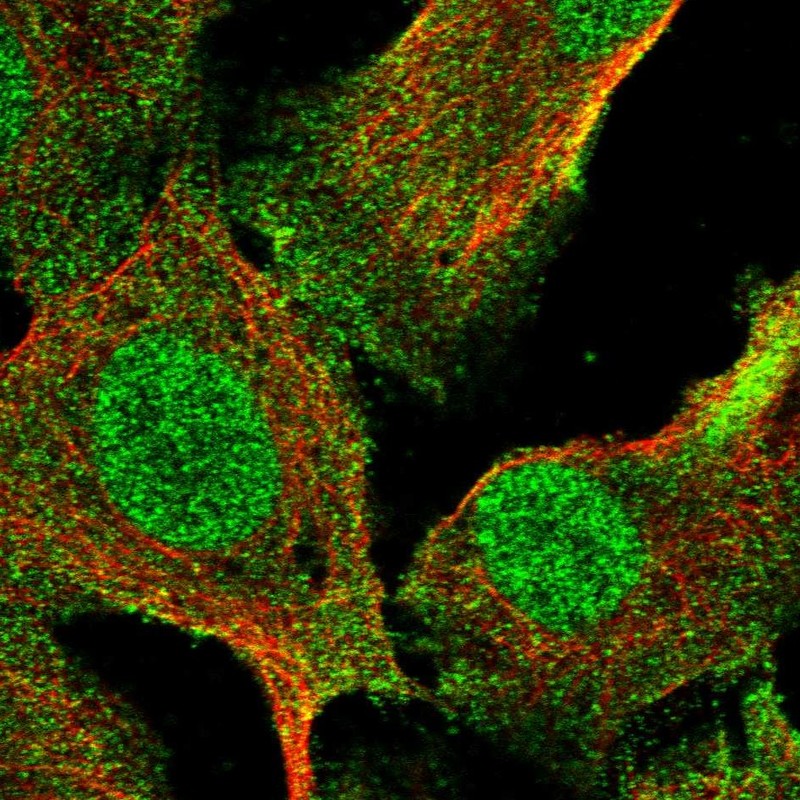 Atlas Antibodies Anti-RNF8 Antibody