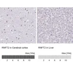 Atlas Antibodies Anti-RNFT2 Antibody