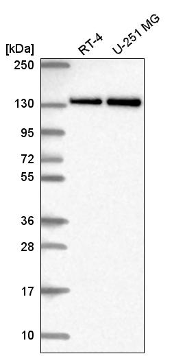 Atlas Antibodies Anti-RNF40 Antibody