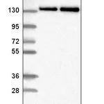 Atlas Antibodies Anti-RNF40 Antibody