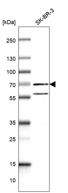 Atlas Antibodies Anti-RNF6 Antibody