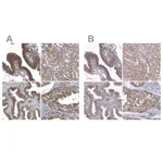 Atlas Antibodies Anti-RNH1 Antibody