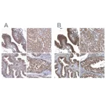 Atlas Antibodies Anti-RNH1 Antibody