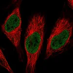 Atlas Antibodies Anti-RNPC3 Antibody
