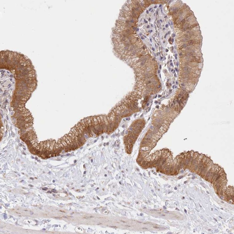Atlas Antibodies Anti-RNPEP Antibody