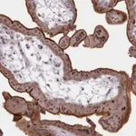 Atlas Antibodies Anti-RNPEPL1 Antibody