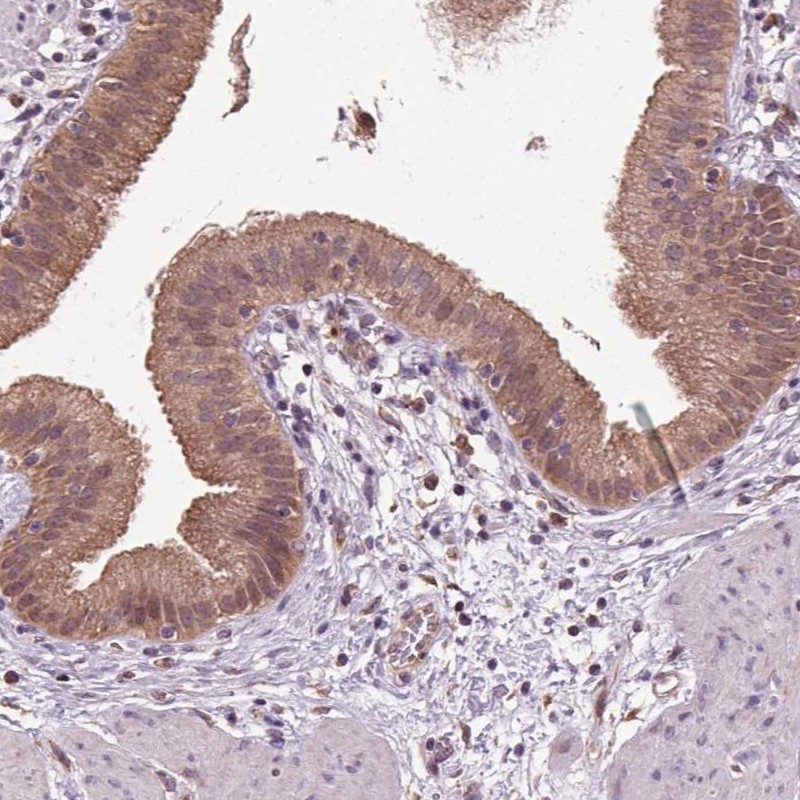 Atlas Antibodies Anti-RNPEP Antibody
