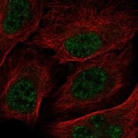 Atlas Antibodies Anti-RNPEPL1 Antibody