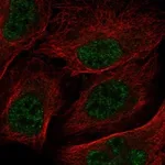 Atlas Antibodies Anti-RNPEPL1 Antibody