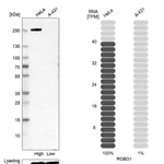 Atlas Antibodies Anti-ROBO1 Antibody