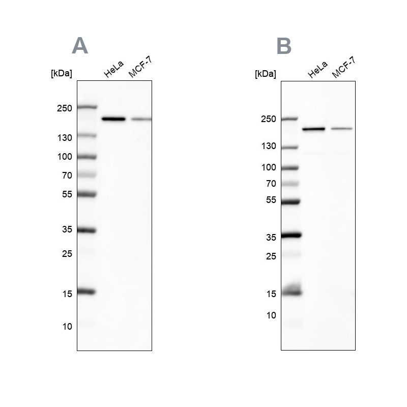 Atlas Antibodies Anti-ROCK2 Antibody