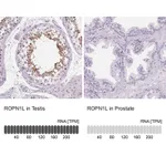 Atlas Antibodies Anti-ROPN1L Antibody