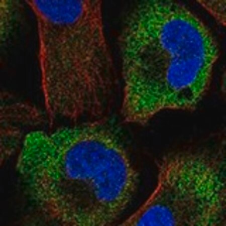 Merck Anti-DOK4 antibody produced in rabbit