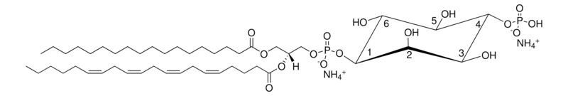 Merck Brain PI(4)P