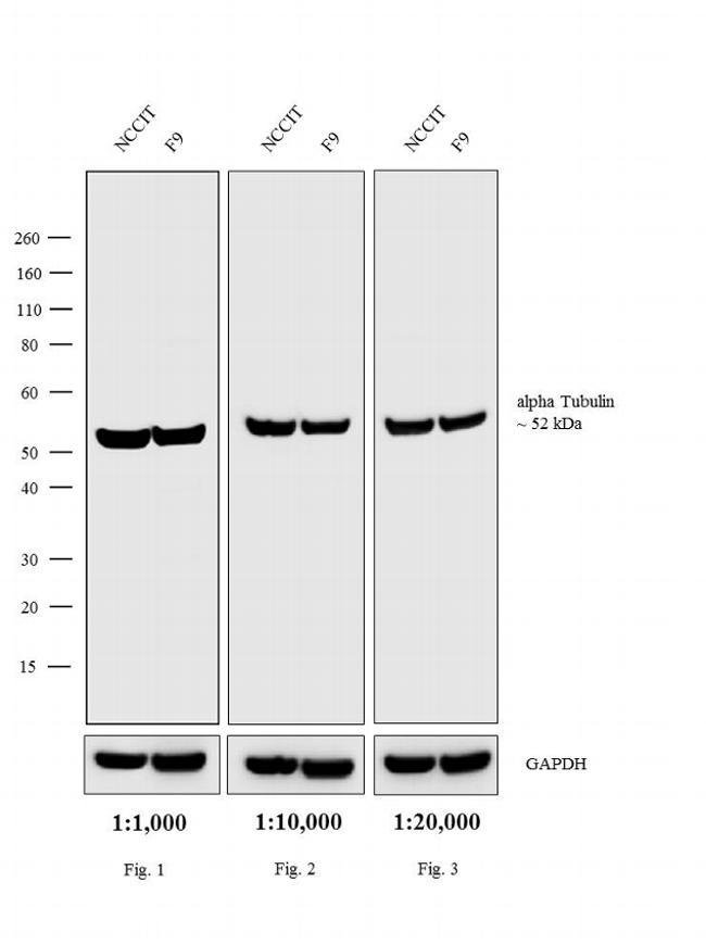 Thermo Fisher Scientific Rabbit anti-Rat IgG (H+L) Cross-Adsorbed Secondary Antibody, HRP