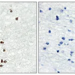 Merck Anti-ZIC1 antibody produced in rabbit