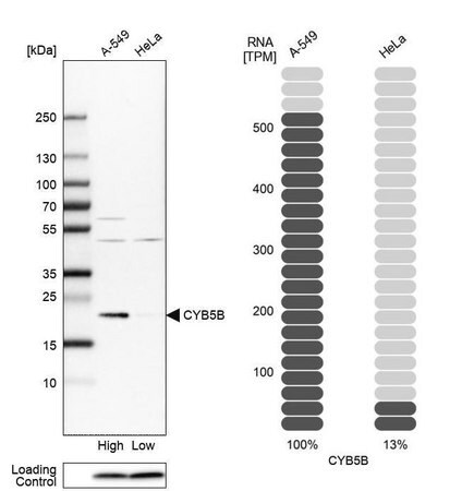 Merck Anti-CYB5B antibody produced in rabbit