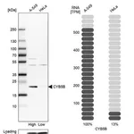 Merck Anti-CYB5B antibody produced in rabbit