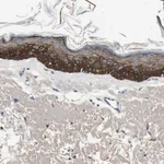 Merck Anti-MANSC1 antibody produced in rabbit