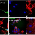 Thermo Fisher Scientific Goat anti-Rabbit IgG (H+L) Cross-Adsorbed Secondary Antibody, Alexa Fluor 430