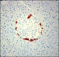Merck MONOCLONAL ANTI-GLUCAGON CLONE K79BB10