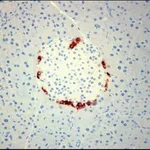 Merck MONOCLONAL ANTI-GLUCAGON CLONE K79BB10