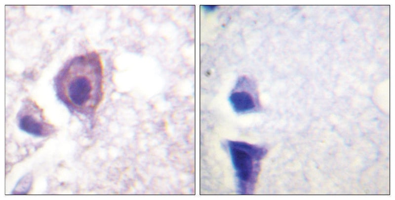 Merck Anti-CD4 antibody produced in rabbit