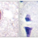 Merck Anti-CD4 antibody produced in rabbit
