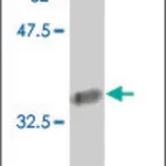 Merck Monoclonal Anti-COL24A1 antibody produced in mouse