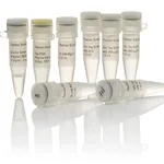 Thermo Fisher Scientific Taq DNA Polymerase, native, with BSA (5 U/μL), 500 units