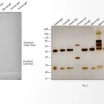 Thermo Fisher Scientific Goat anti-Rabbit IgG (H+L) Poly-HRP Secondary Antibody, HRP