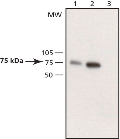 Merck Anti-WAVE antibody produced in rabbit