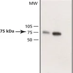 Merck Anti-WAVE antibody produced in rabbit