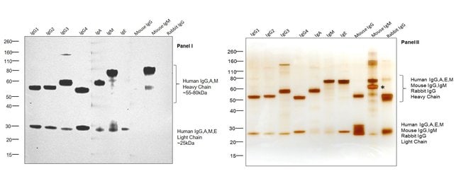 Thermo Fisher Scientific Goat anti-Human IgG, IgM, IgA (H+L) Secondary Antibody, HRP