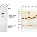 Thermo Fisher Scientific Goat anti-Human IgG, IgM, IgA (H+L) Secondary Antibody, HRP