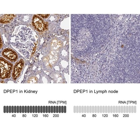 Merck Anti-DPEP1 antibody produced in rabbit
