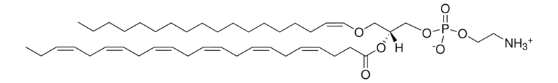 Merck C18(Plasm)-22:6 PE