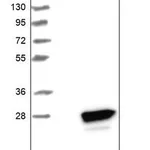 Merck Anti-NUDT1 antibody produced in rabbit