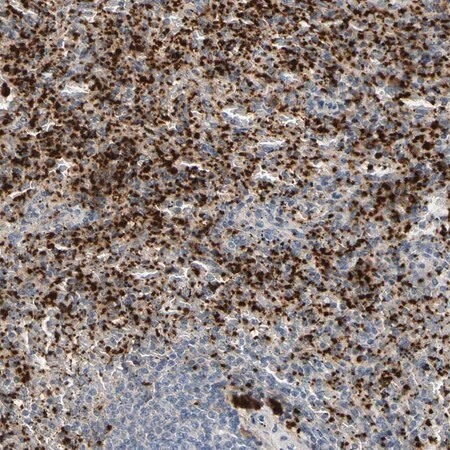 Merck Anti-PPBP antibody produced in rabbit