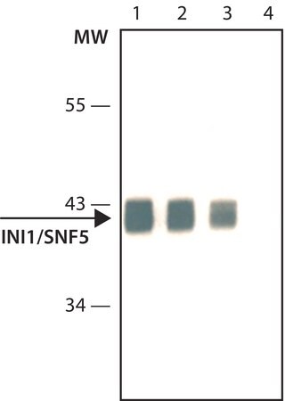 Merck Anti- INI1/SNF5 antibody, Mouse monoclonal