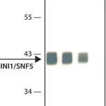 Merck Anti- INI1/SNF5 antibody, Mouse monoclonal